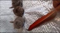 МАНЧКИН КОТЯТА С КОРОТКИМИ ЛАПКАМИ