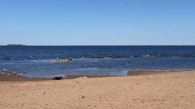 Пробуем 100к шагов