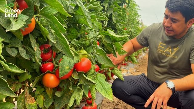 Янги синовдан ўтган розовый индетерминант  помидор на