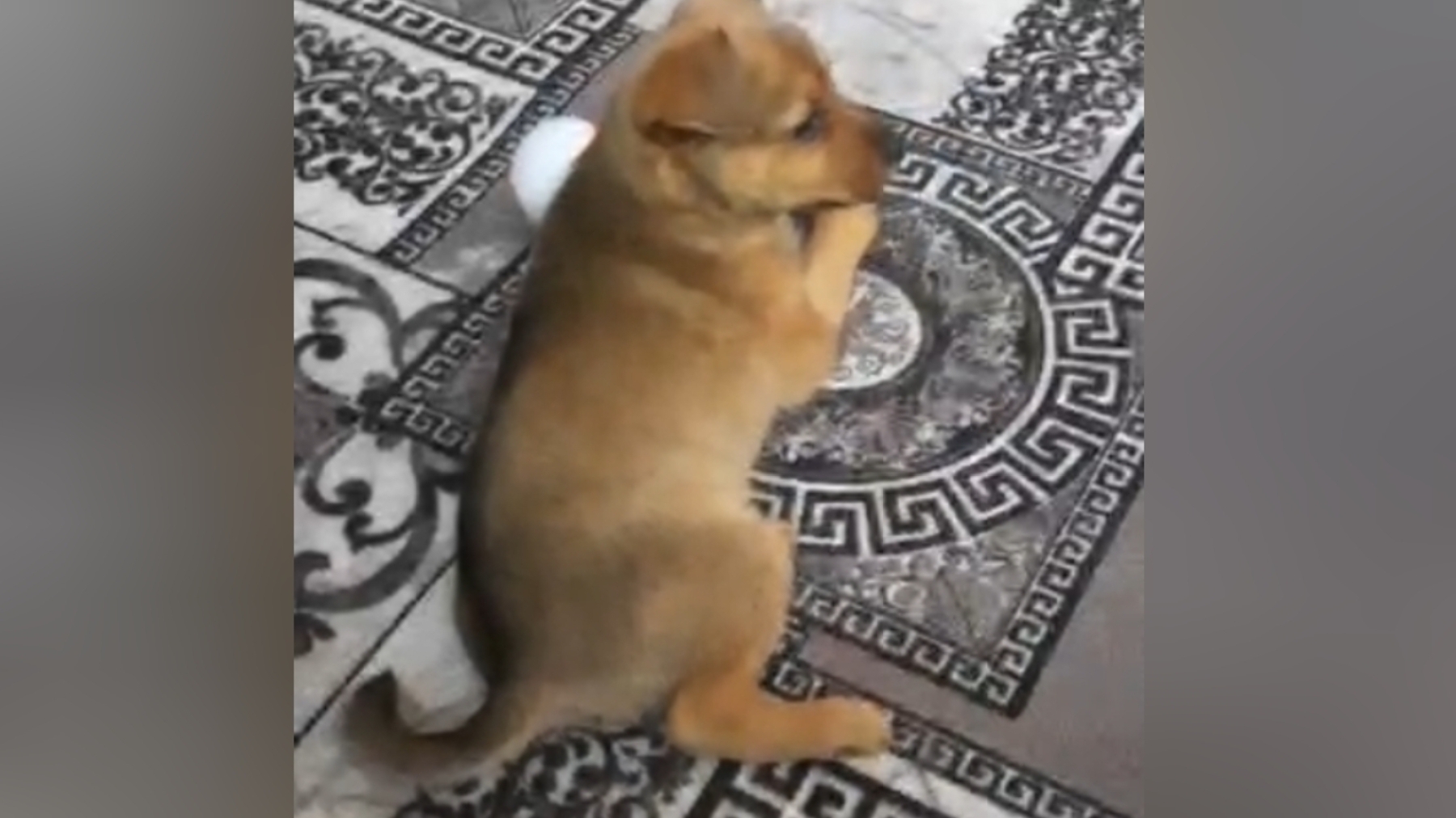 МАСИК В РАСКАТОНЕ 🐶