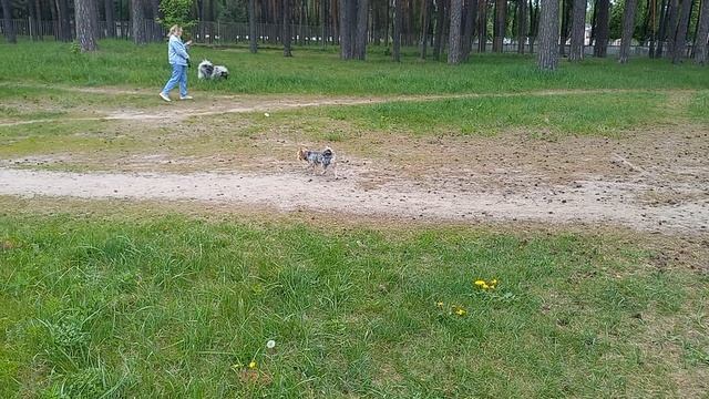 Фея и Плюша