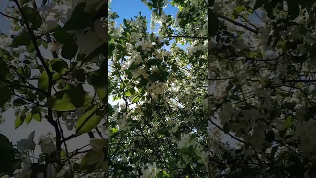 ВЕСНА! МАЙ! КРАСОТА!
