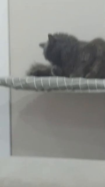 1000036388.mp4
