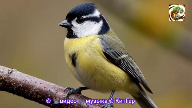 Синица