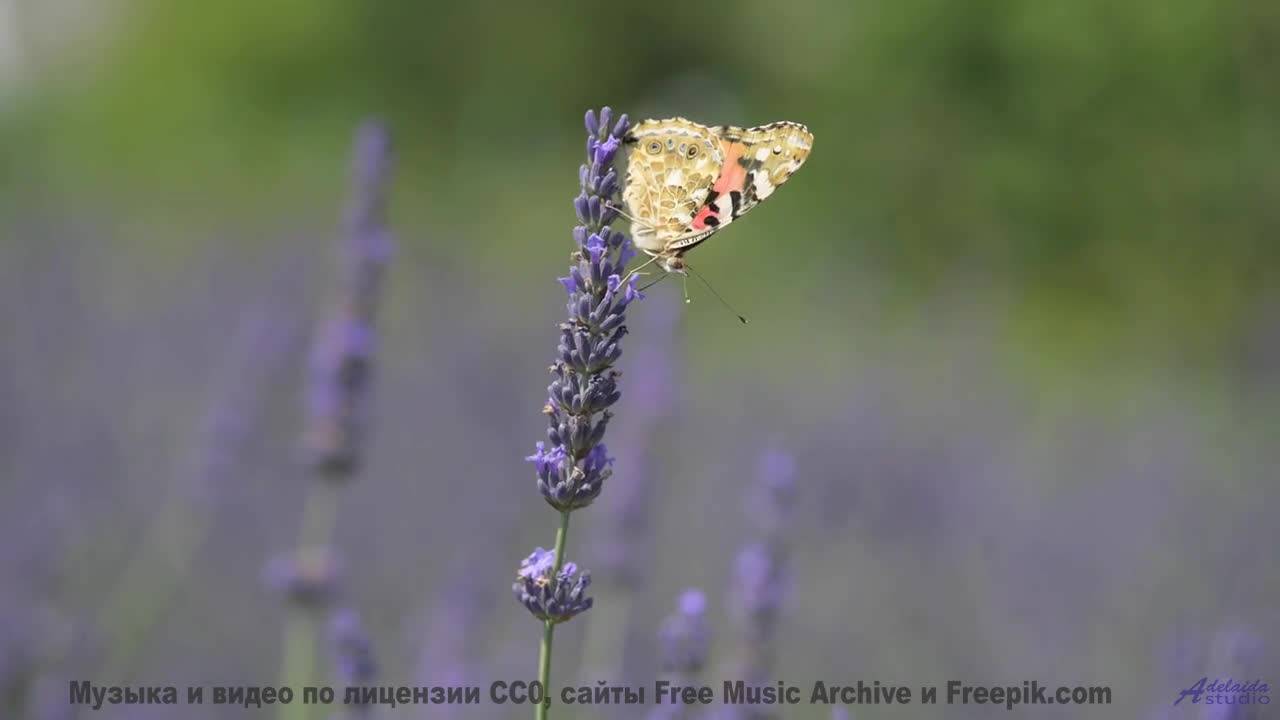 Эта композиция написана нулевой точкой вакуума - услышьте квантовый шум! - sirveytitlez -- Yellow Om
