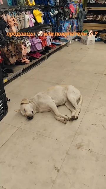 Собаки в турецком магазине 🐕