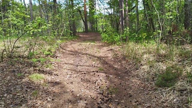 прогулка по лесу