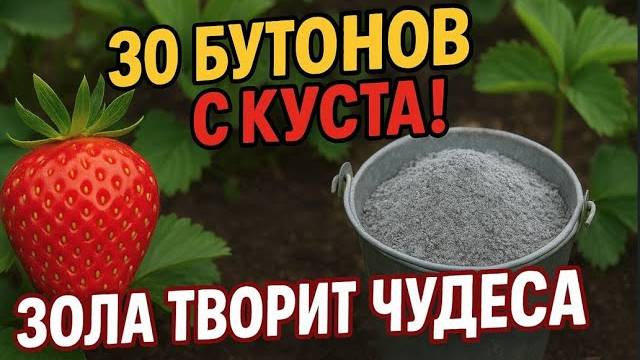 НАРОДНАЯ ПОДКОРМКА Для Клубники — ПРЕВЗОШЛА ВСЕ ОЖИДАНИЯ!
