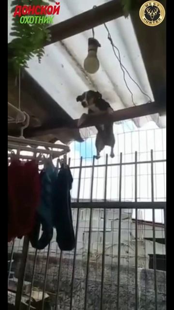 Когда не взяли на охоту