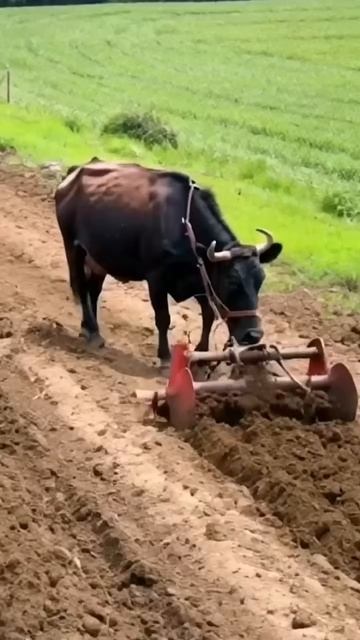 #youtubeshorts #agriculture #viralvideo