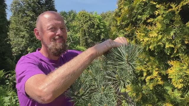 Вот и лето наступило в саду бонсай😎