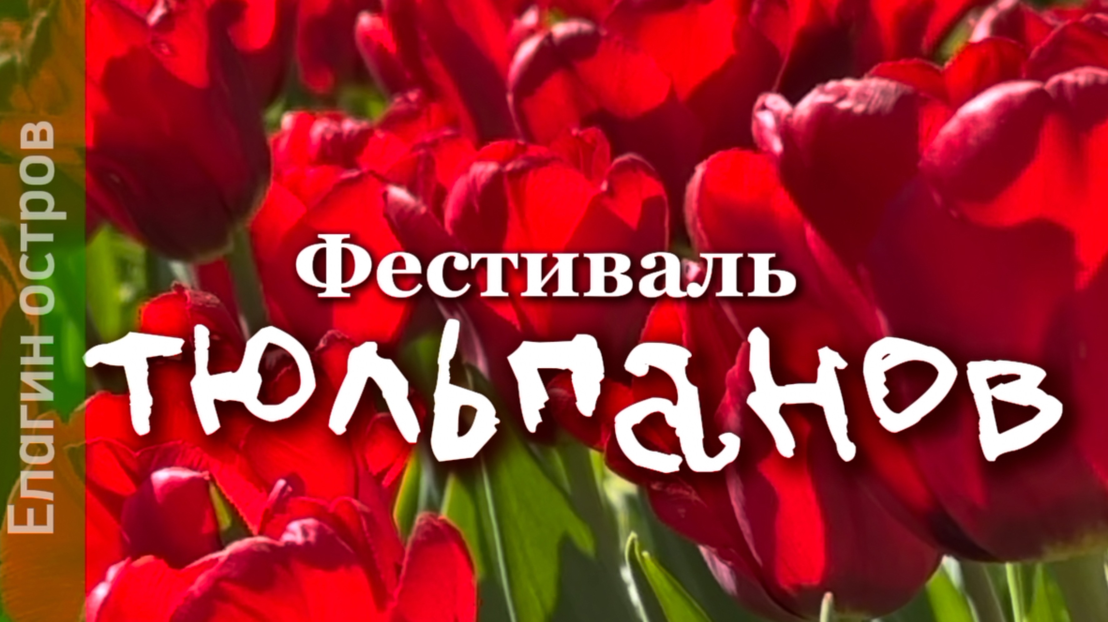 Фестиваль тюльпанов 2025 года на Елагином острове Санкт-Петербурга в ЦПКиО имени С. М. Кирова