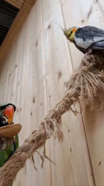 Орешек украл Попугай😁🥰🦜