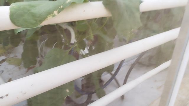 колосятся баклажаны