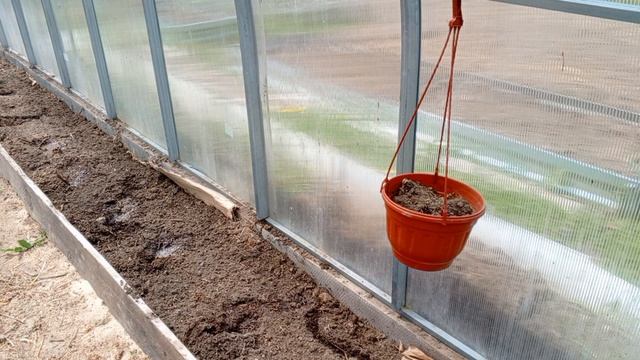 Посадила огурцы в теплице