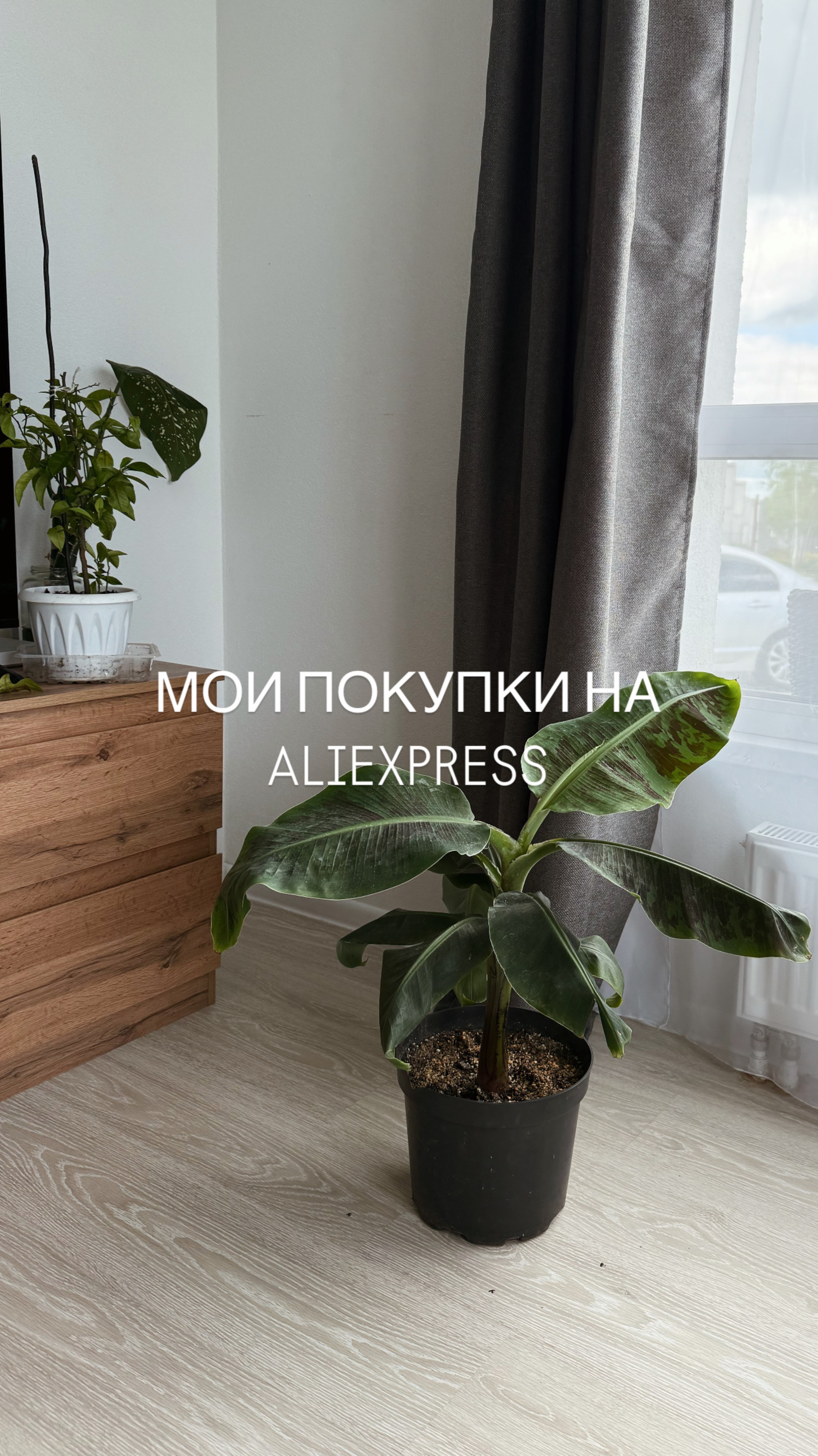 Все ссылки на товары с Алиэкспресс по 99 рублей у меня в ТГ - homeksusha