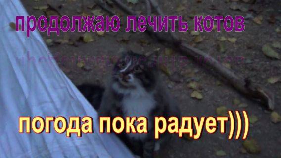 № 899 продолжаю лечить котов // погода пока радует)))