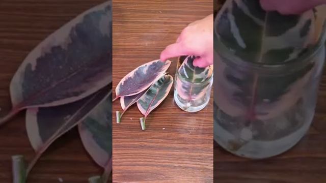 ПРОСТОЙ СПОСОБ РАЗМНОЖЕНИЯ ФИКУСА