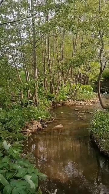 Лошадки, солнце и природа