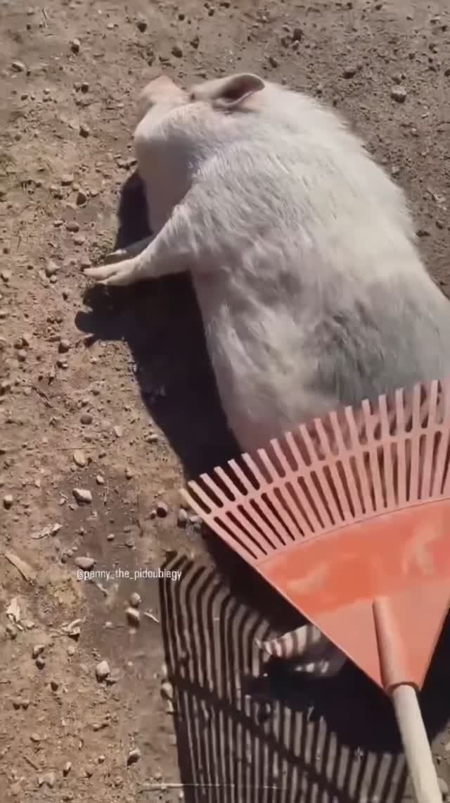 🐖 хрюши
