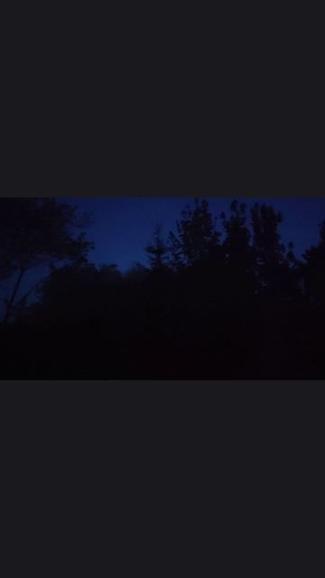 ночное пение птиц