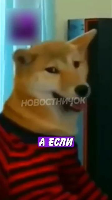 Новостничок (429)