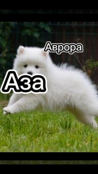 Какие имена бывают у шпицев.