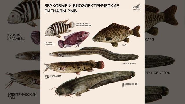 Хромис-красавец. Звуки угрозы