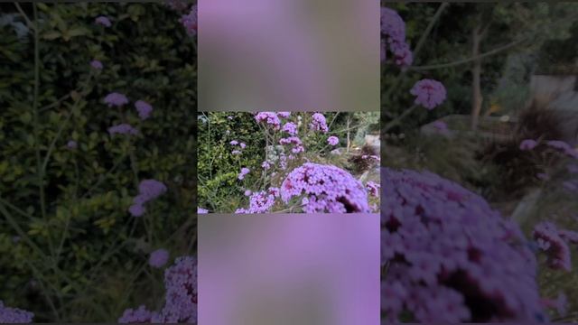 660.Настрой "мне фиолетово" 💜...