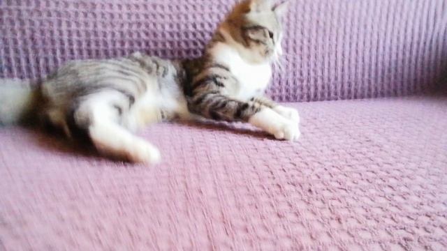 И снова Игры👁️👍☺️🔥🐈