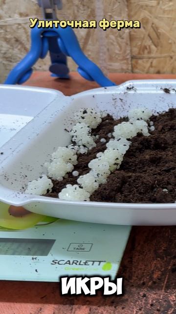 Улиточная ферма 🐌 станица Раевская