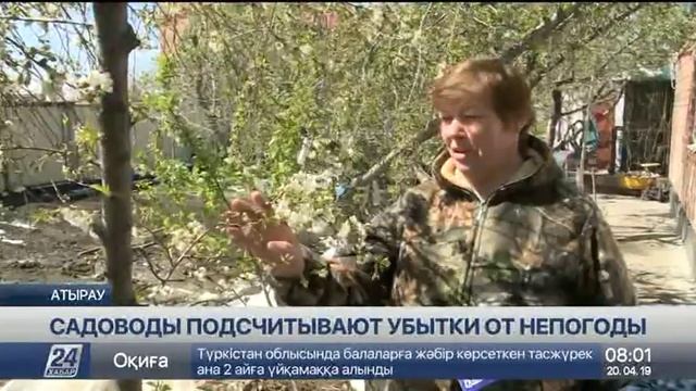 Атырауские садоводы подсчитывают убытки после заморо