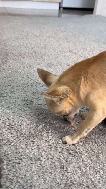 #Жако
#Чихуахуа
#Сочи
#Жизнь Сочи
#Животные Сочи
#Природа Сочи
#Кайф Сочи
#Василиса
Ставь 👍