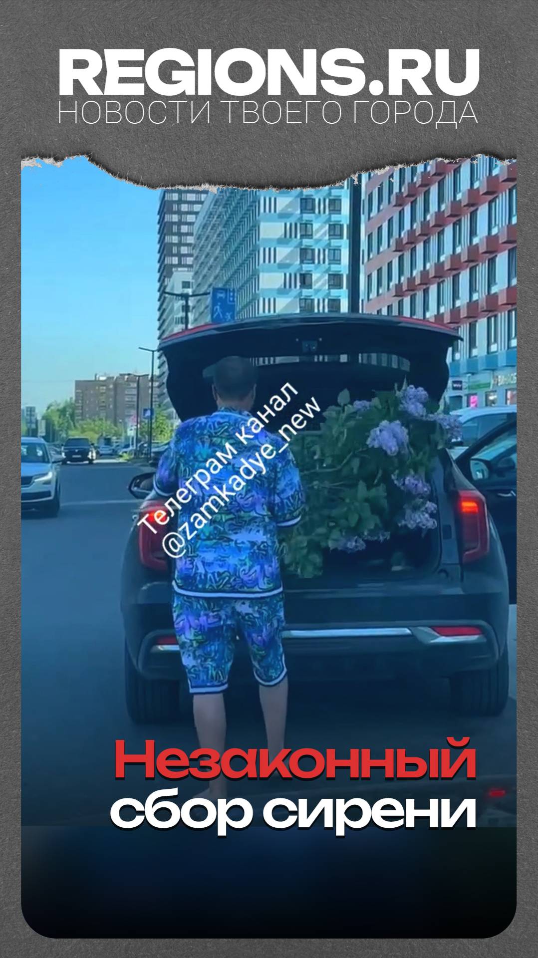 Незаконный сбор сирени