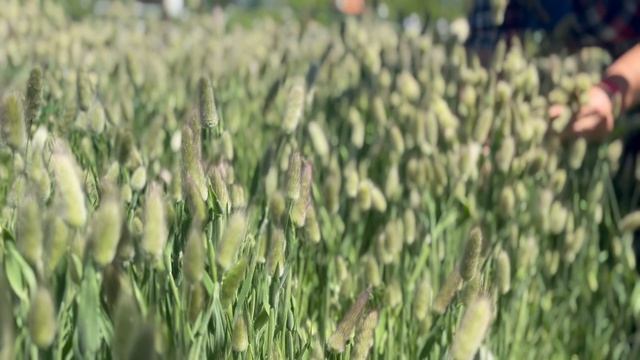 Заготовка лагуруса под флористику