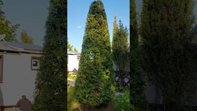 Стригу шестиметровые туйки