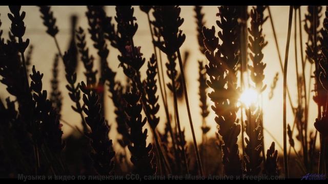 Музыка, которая УБИВАЕТ и ВОСКРЕШАЕТ! - Palace -- Evan Schaeffer -- Afterthought