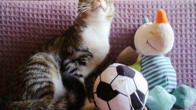 🐧🐁🐹Наши Мягкие игрушки  🐾🐭🦘🦨🦦🦥🐼🦔🐇🐹🐁🐧🦅🦆🦢🦉🦚🦜🐢🦐🦎🐚🌼