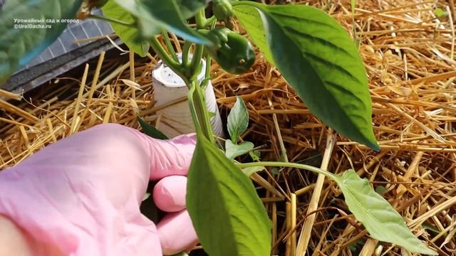 Перцы не завязываются и не растут? 🌶 Сделайте несколько процедур и вас завалит урожаем!