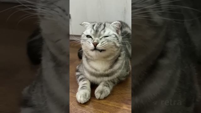 Наш TG https://t.me/liveofcats