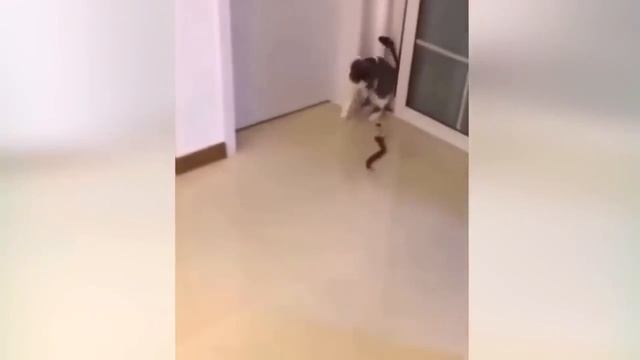 Приколы С Животными  112