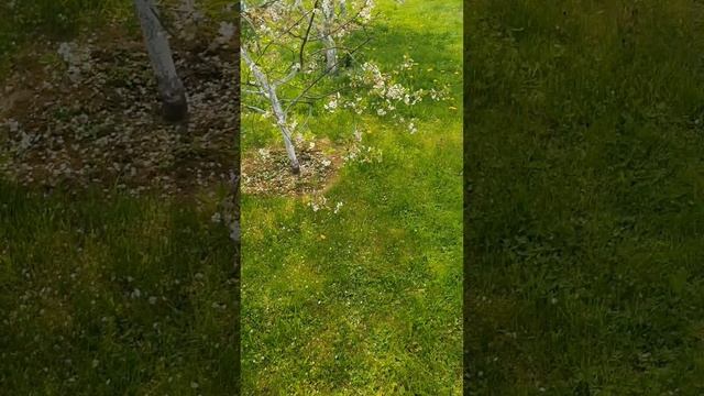 Трудное начало нового сезона винограда