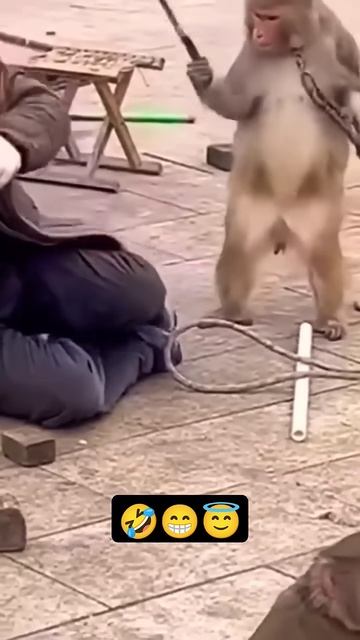 #monkey #monkey funny video #bander #funny #fun#funnymemes #funnyanimals #comedy #man vs monkeyfunny