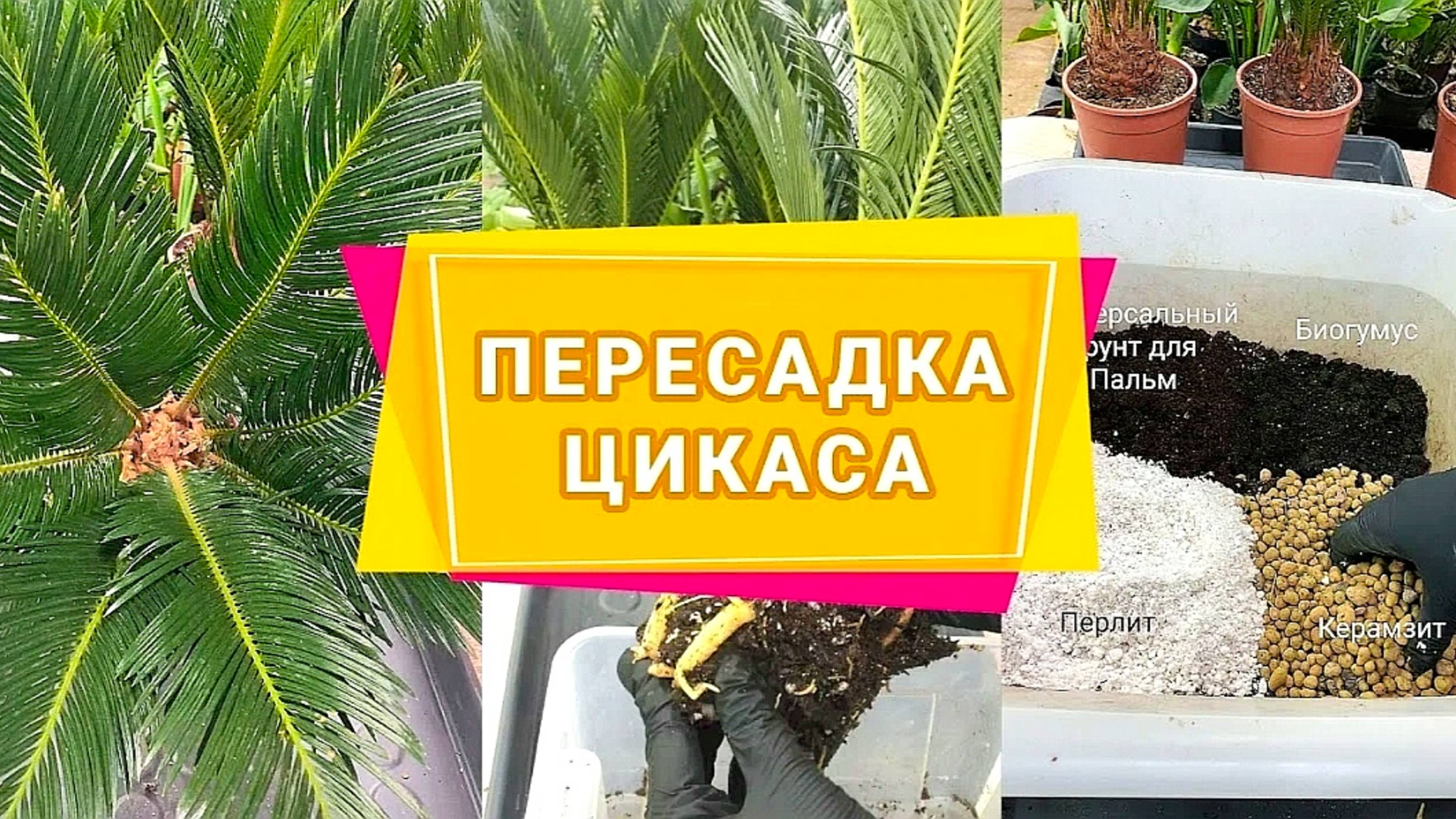 КАК ПЕРЕСАДИТЬ ЦИКАС В ДОМАШНИХ УСЛОВИЯХ