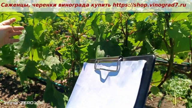 Кишмиш Цимус- виноград который надо иметь на любом уча