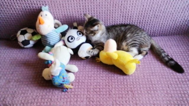 🐹Заходи на канал смотри котиков🐈🔥🌼🦜🦚