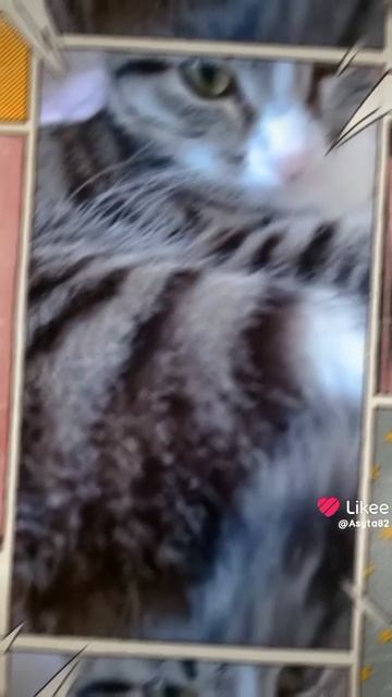 Весело живем песенки манюшке😊💚🐾🐈🌹🌻💐😊🌺
