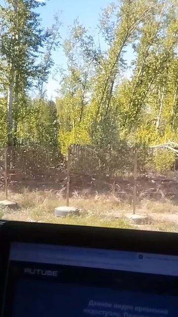 Лес на работе..