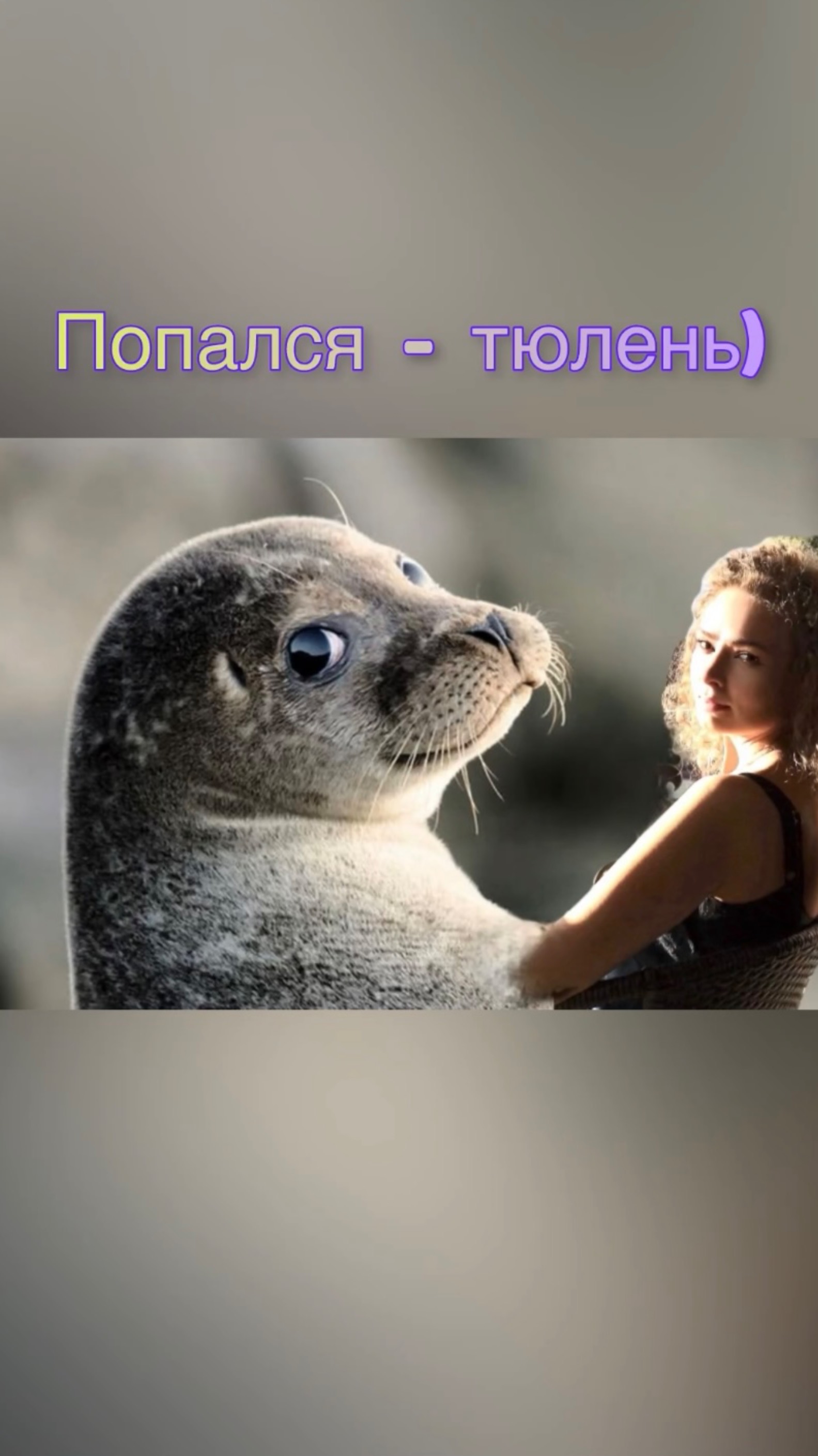 Попался - тюлень! 🦭