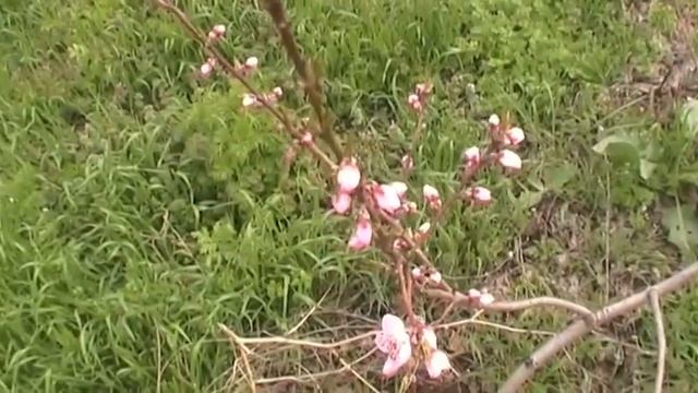 Зацвели персики 7 апреля